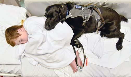 This Service Dog Makes Life Easier For A Boy With Autism…Even At The Hospital