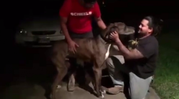 Lucky Encounter Reunites Dog Lost in 2013 With His Owner