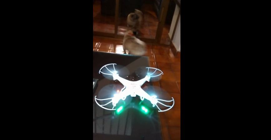 Confused dog thinks she’s a drone