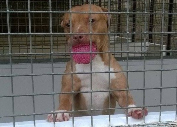 UK Police Lock Up “Dangerous” Dog for 2 Years Without Exercise
