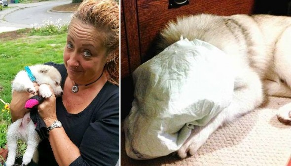 Horrid Woman Who Taped Puppy’s Piddle Pad to His Face Being Investigated