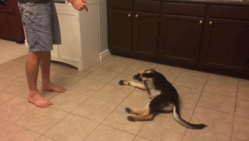 He May Be Young, But This Puppy Has Mastered This Cool Trick