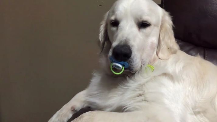 Persistent Pup Refuses To Let His Owner Take Away His Pacifier