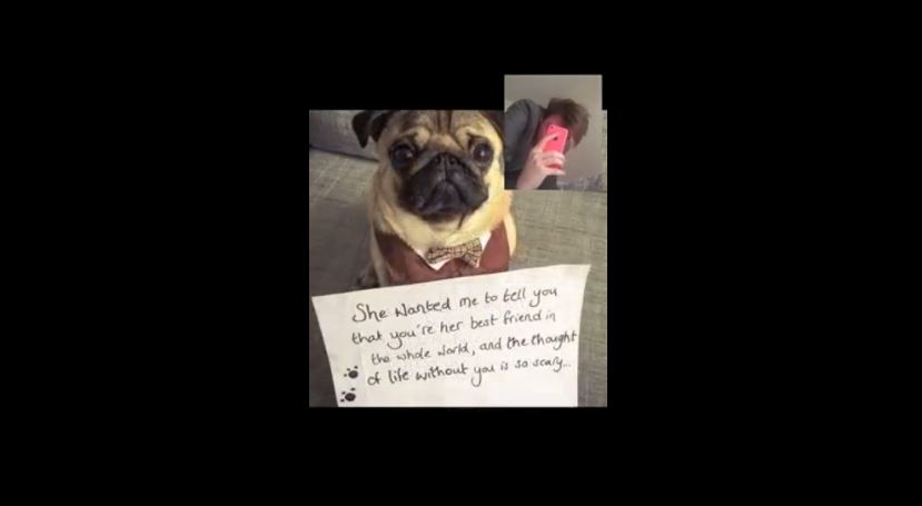 Woman Proposes To Her Boyfriend With The Help Of An Adorable Pug