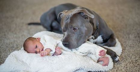 You’ll Be SHOCKED When You See What This Pit Bull Does When A New Baby Arrives!!