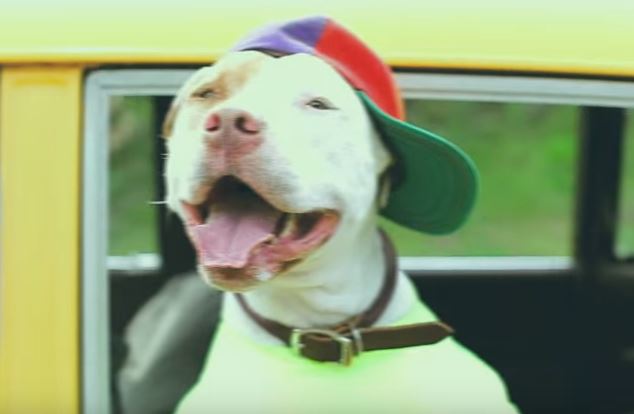 Meet a Pit Bull named Will Sniff – The True “Fresh Pup Of Bel Air!”