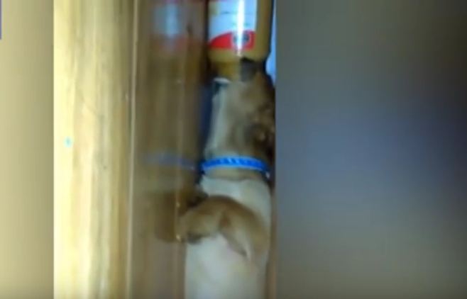 Dog Is a Master of Stealth Peanut Butter Eating