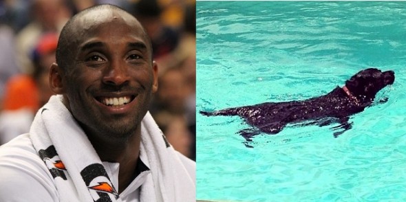 Kobe Bryant’s Dog Has a Harry Potter-Inspired Name