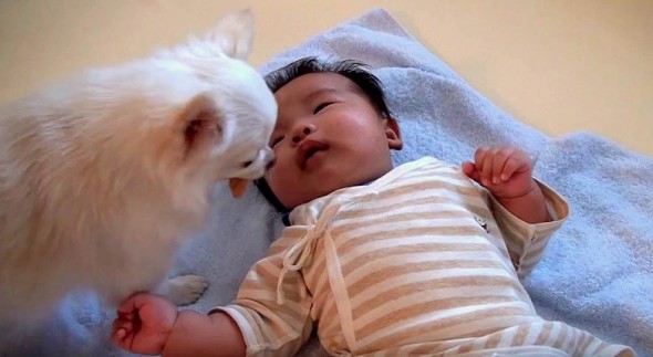 Dog Offers Crying Baby Brother a Cookie to Cheer Him Up