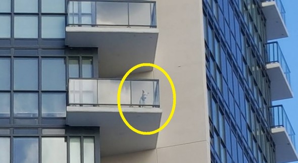 Neighbors Save Dog Locked Outdoors on 16th Floor of Building