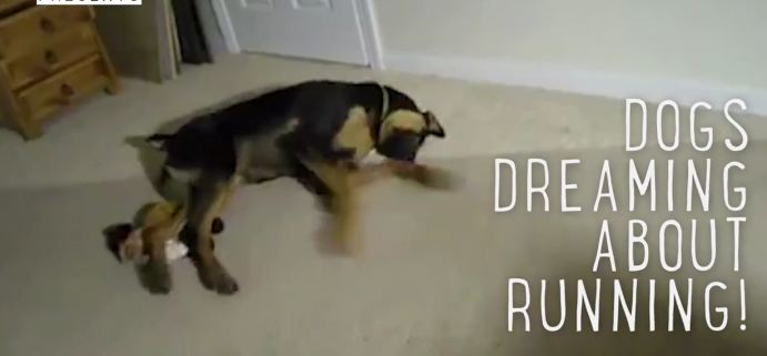 These Dogs Running In Their Sleep Will Definitely Put A Smile On Your Face