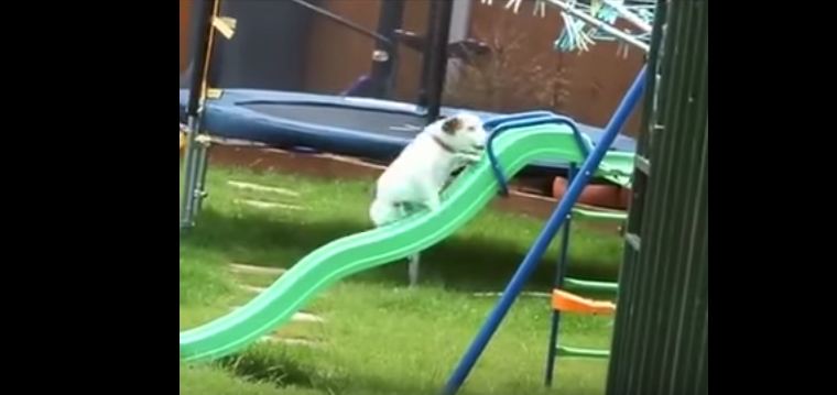 Dogs Who Are Failing in the Cutest Ways Possible