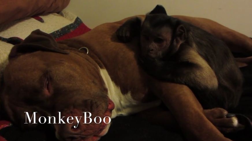 Monkey puts his Pit Bull friend to sleep
