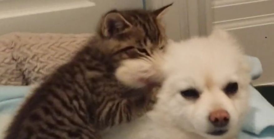 Rescued kitten loves Pomeranian dog