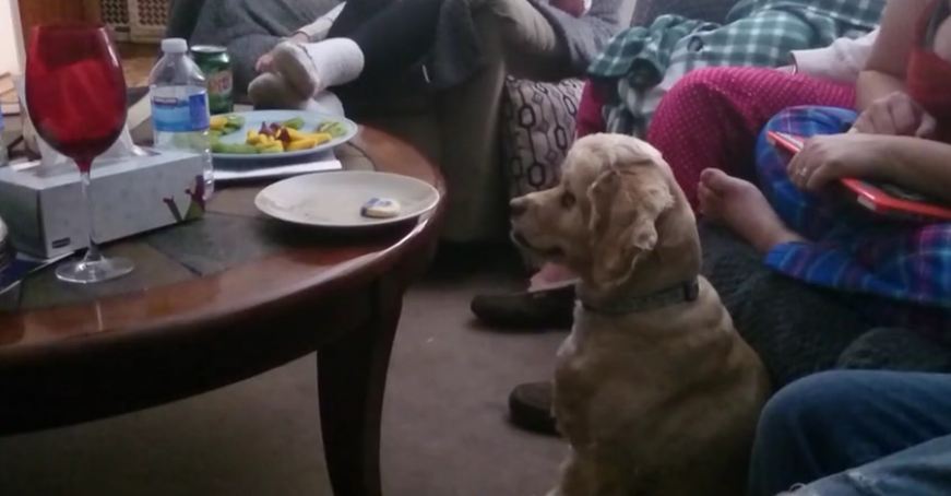 World’s most obedient dog refuses to give in