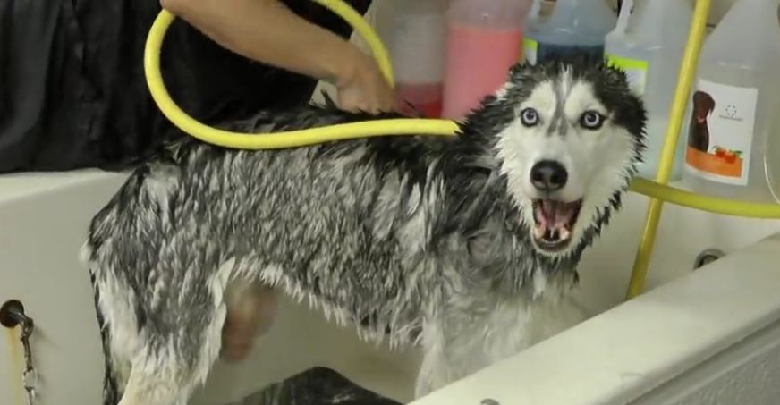 Mishka the Talking Husky sings in the shower