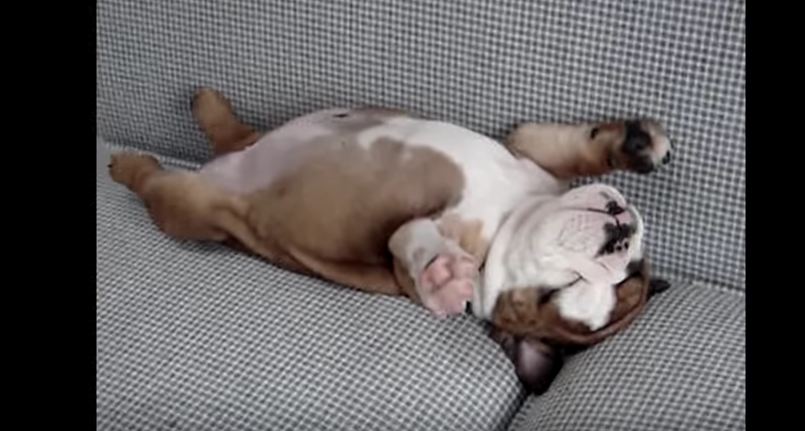These Bulldogs are just too hilarious to miss. LOL