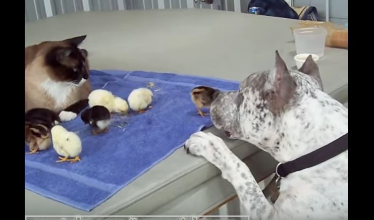What This Pit Bull Did Shut Everybody Up. They Couldn’t Believe What They Witnessed.