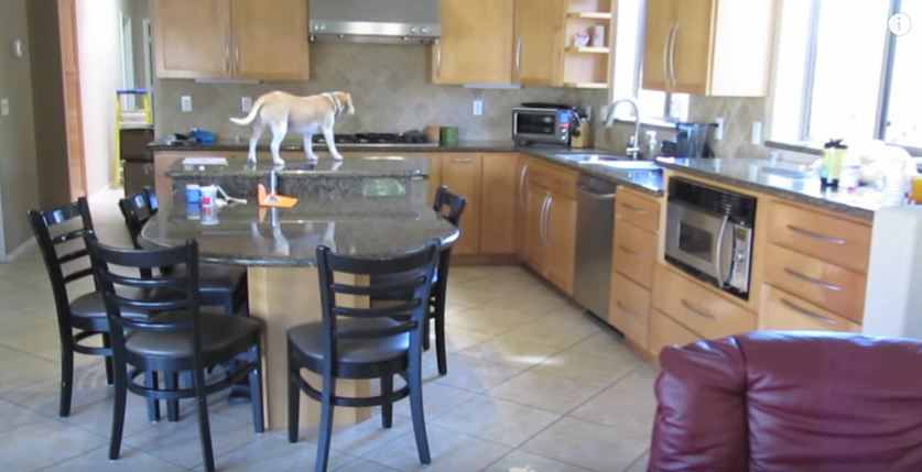 They Set Up A Camera To Record Their Dog When They Aren’t Home, But They Didn’t Expect THIS… Wow!