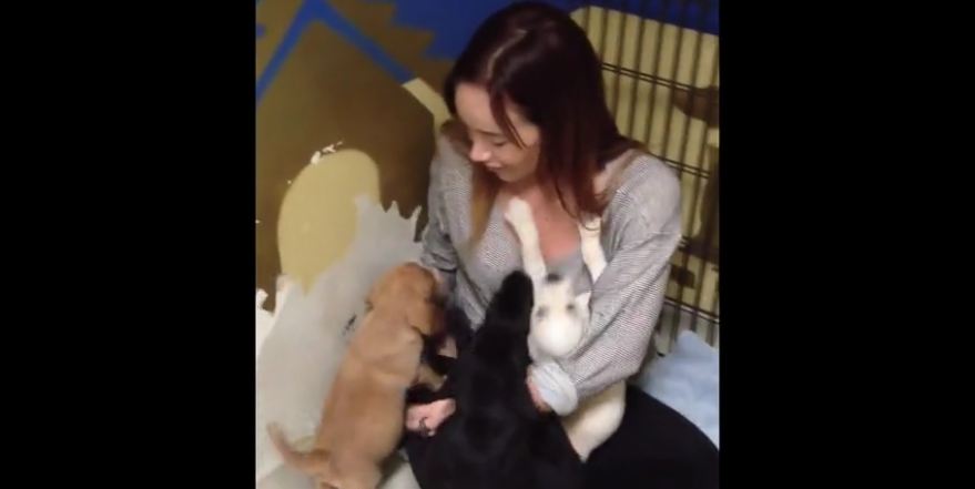 Puppy reunites with siblings four years after adoption