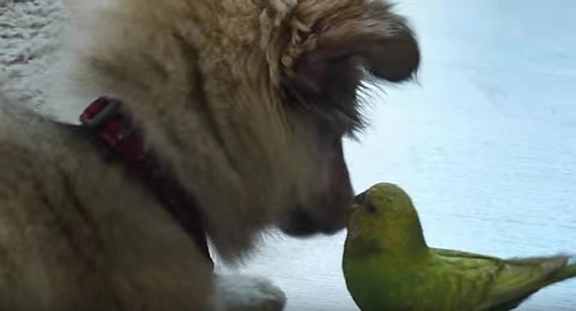 This Puppy & Bird Friendship Is Definitely One Of The Cutest We’ve Ever Seen!