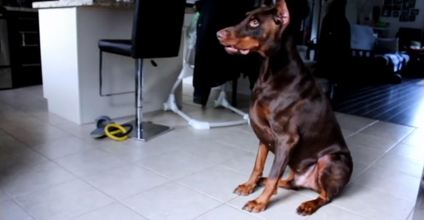 Doberman goes absolutely bonkers after encountering laser pointer