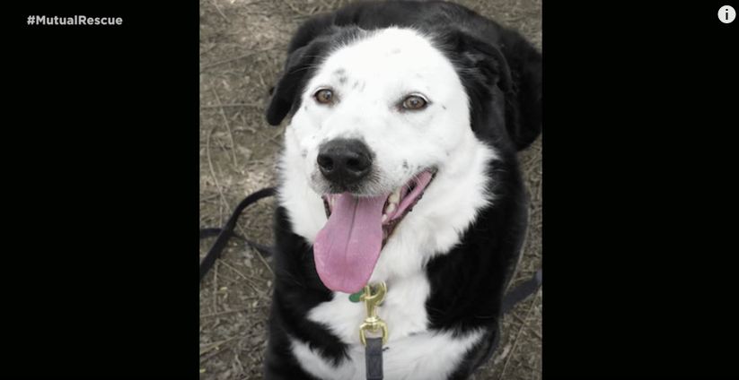 A Shelter Dog Saved This Man’s Life