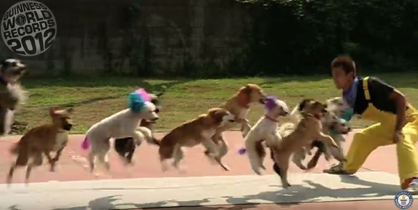 13 Dogs Jump Rope for New World Record