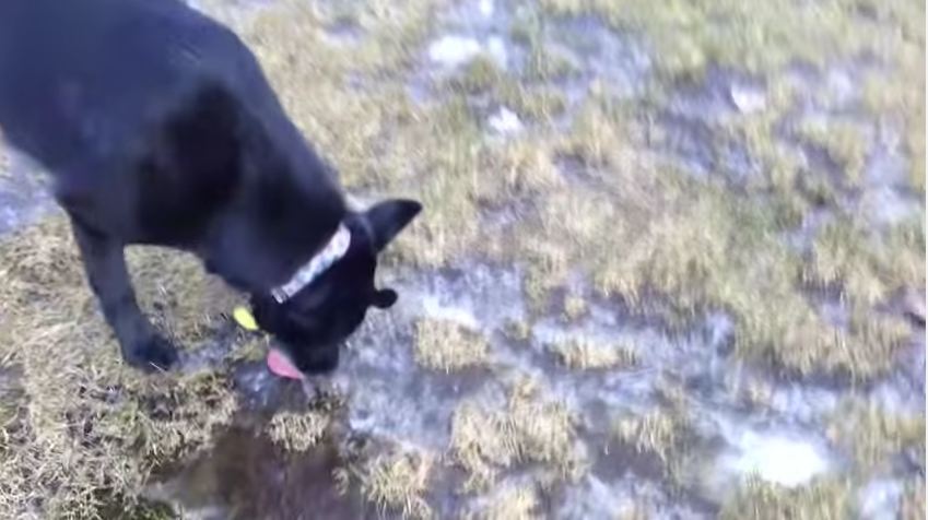 Silly Dog Bites Through Ice to Get Drink