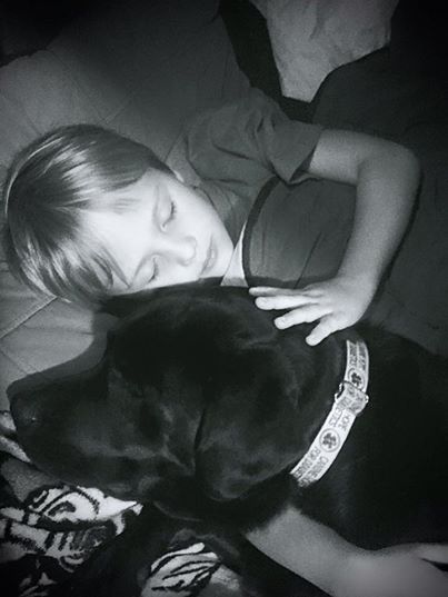 dogs