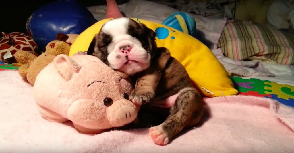 This Adorable English Bulldog Puppy Fell Asleep Hugging His Stuffed Pig. Get Ready To Fall In Love