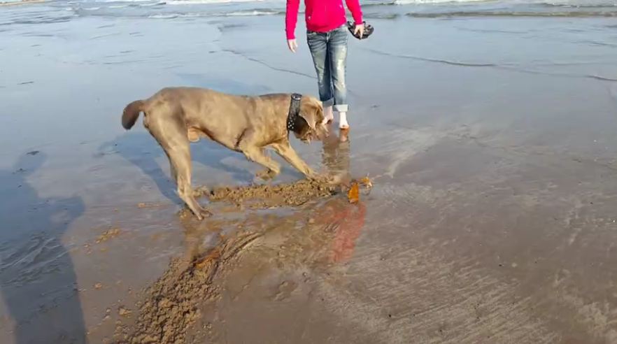 Giant dog fearfully skeptical of seaweed