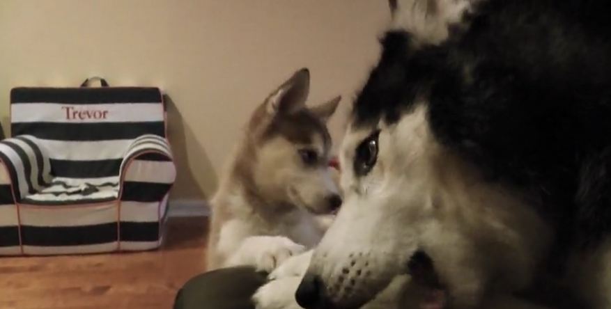 Mishka the Talking Husky refuses to share bone with puppy