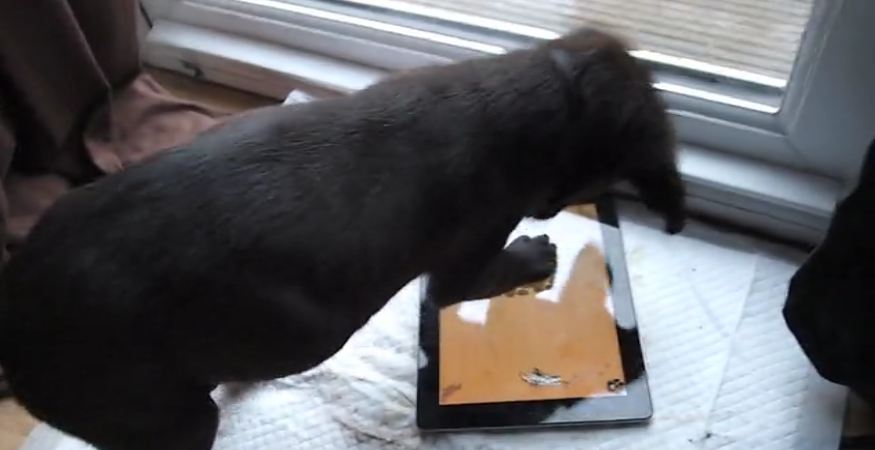 Enthusiastic puppy dive bombs iPad game