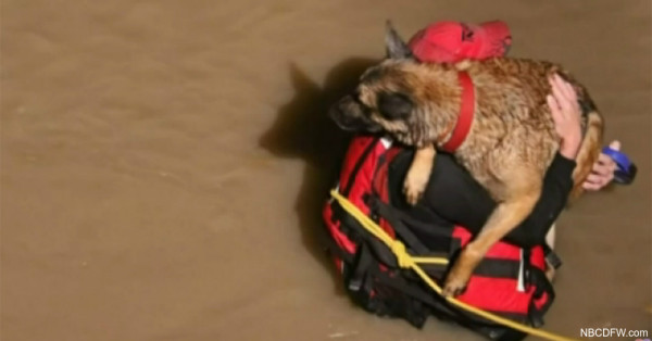 Rescued Dog Plants Wet Kisses On Fireman