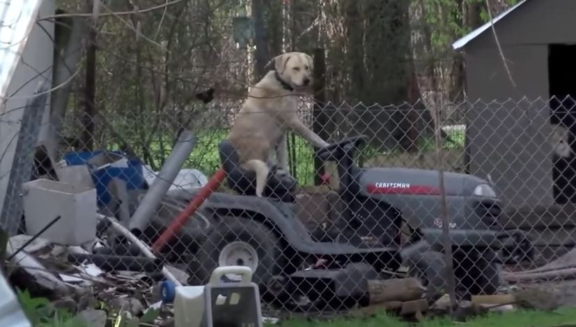 Important News Report Derailed by Cute Dog on Lawnmower