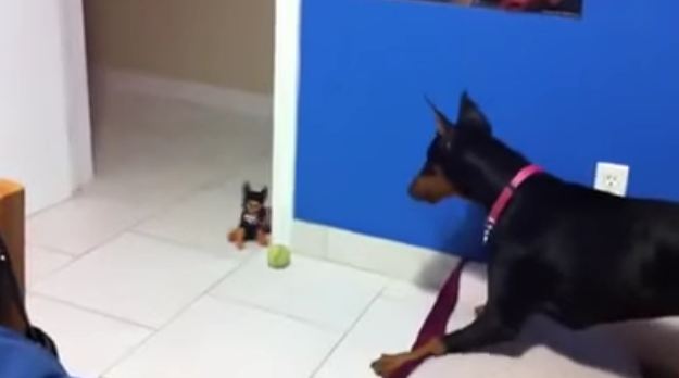 Large Doberman Gets Scared by Tiny Plush Toy