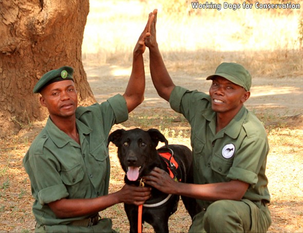 “Bad” Shelter Dog Has Put 150 African Elephant Poachers Out of Business