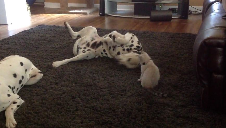 A Tiny Kitty Does Her Very Best Impression Of Her Big Dalmatian Friend…