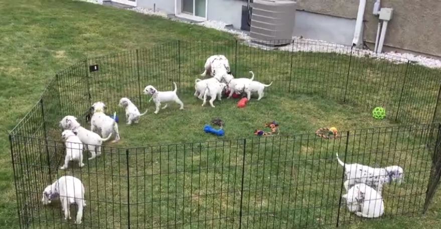 Baby Dalmatians Watch Their Two Big Parents Playing With Each Other