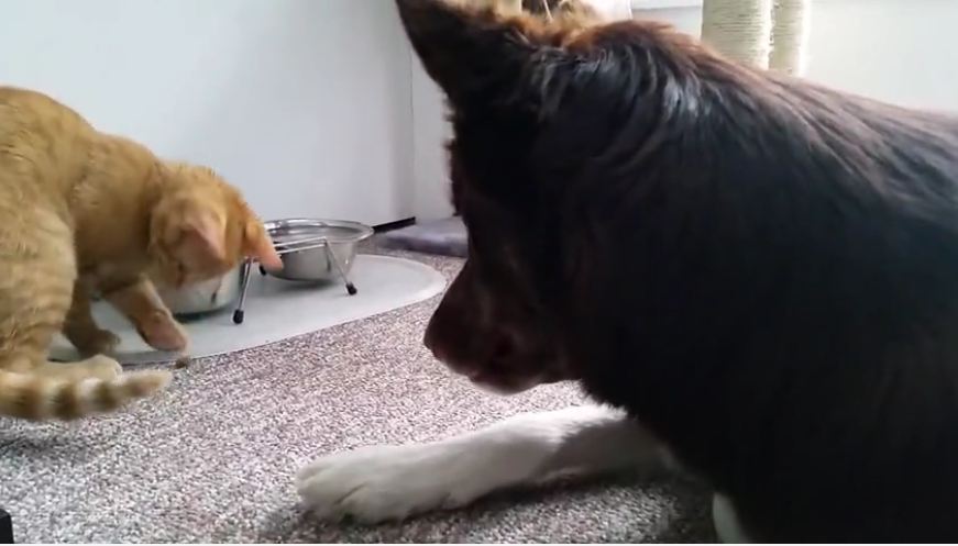 This Very Helpful Orange Kitten Makes Lunchtime Easy For His Dog Friend