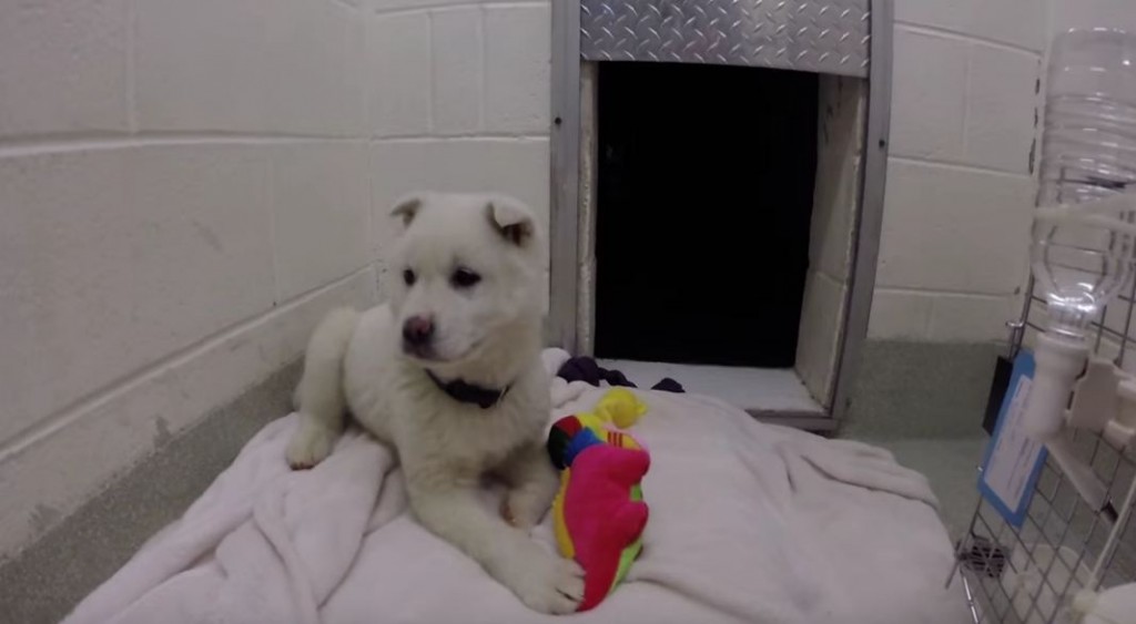 A Puppy Rescued From Dog Meat Trade In South Korea Plays With A Toy For The Very First Time