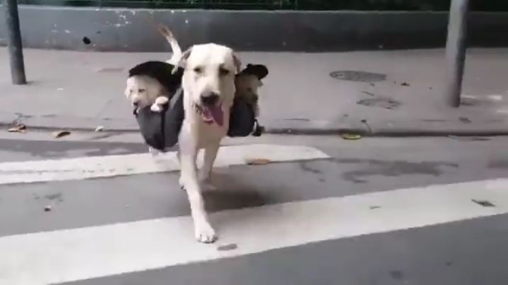 Just A Daddy Dog Toting His Pups Along With Him In A Backpack!