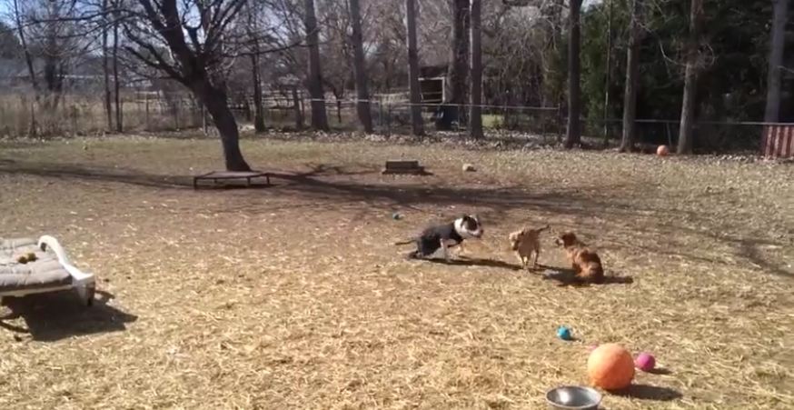 Disabled Pit Bull Plays With Rescued Street Dog