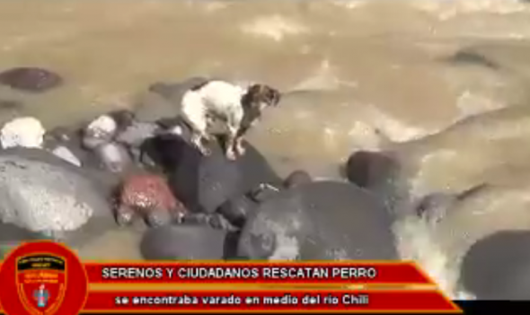 Men Save Homeless Dog Who Jumped in Fast Flowing River