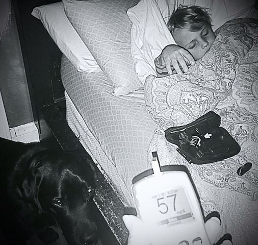 dogs1