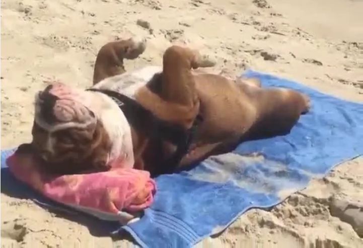 Dog Loves To Peacefully Sleep On The Beach