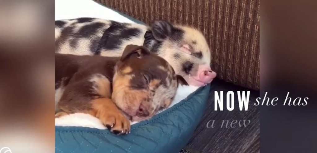An Abandoned Piglet Finds A Forever Family And A New Best Friend!