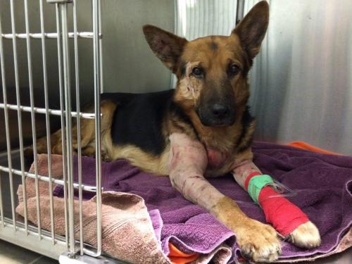 Dog on the Absolute Brink of Death Makes an Unbelievable Recovery