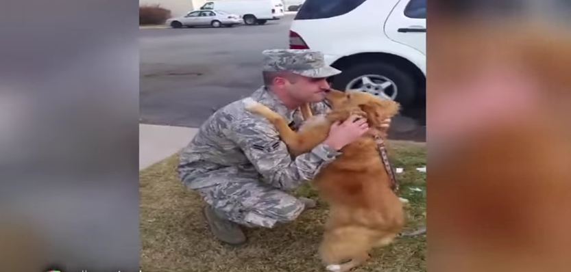 Ellen Compares Reactions Of Dogs and Cats When Their Humans Arrive Home